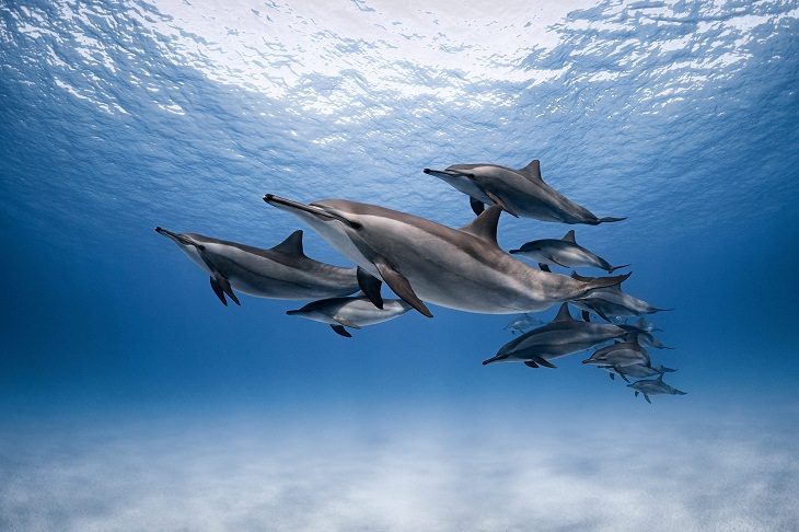 2021 Nature Photographer of the Year, Dolphins 