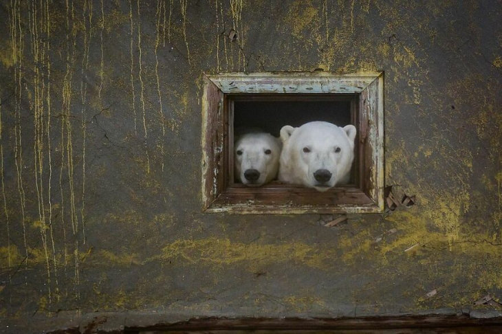Polar bears by Dmitry Kokh