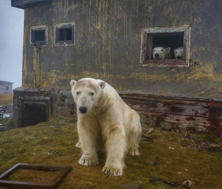 Polar bears by Dmitry Kokh