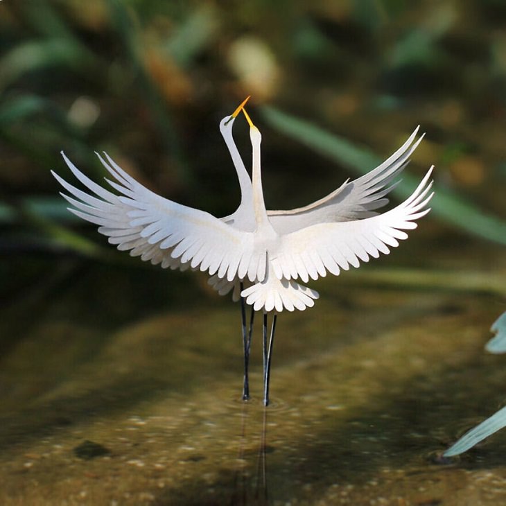 Paper Cutting Illustrations of Wild Animals, Great Egrets