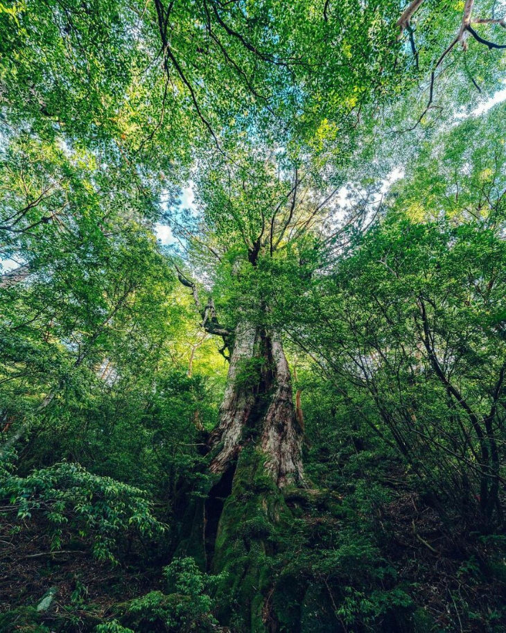 Shiratani Unsuikyo Forest shot by Yuichi Yokota