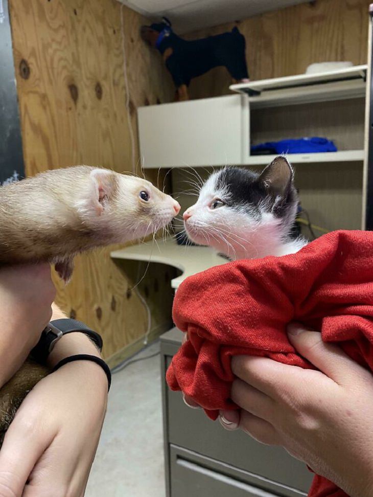 Cute Ferret Pictures, animal shelter, cat