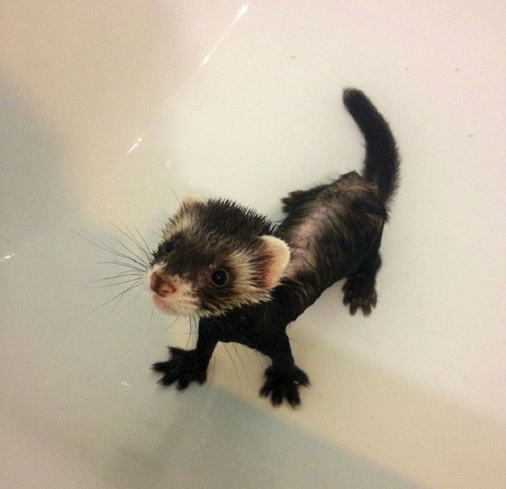 Cute Ferret Pictures, baby