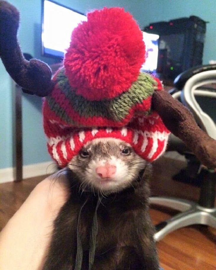 Cute Ferret Pictures, festive hat