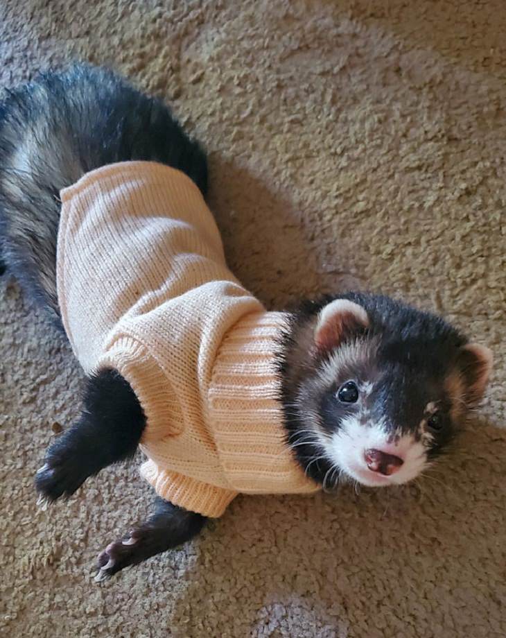 Cute Ferret Pictures, wearing Winter clothes, 