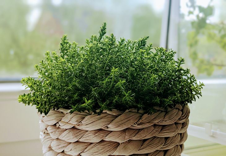 Thyme fresh thyme in a pot