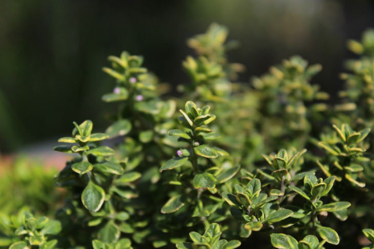 Thyme closeup of blooming thyme plant