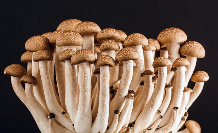 Strange Medical Cases of 2022 Mushrooms