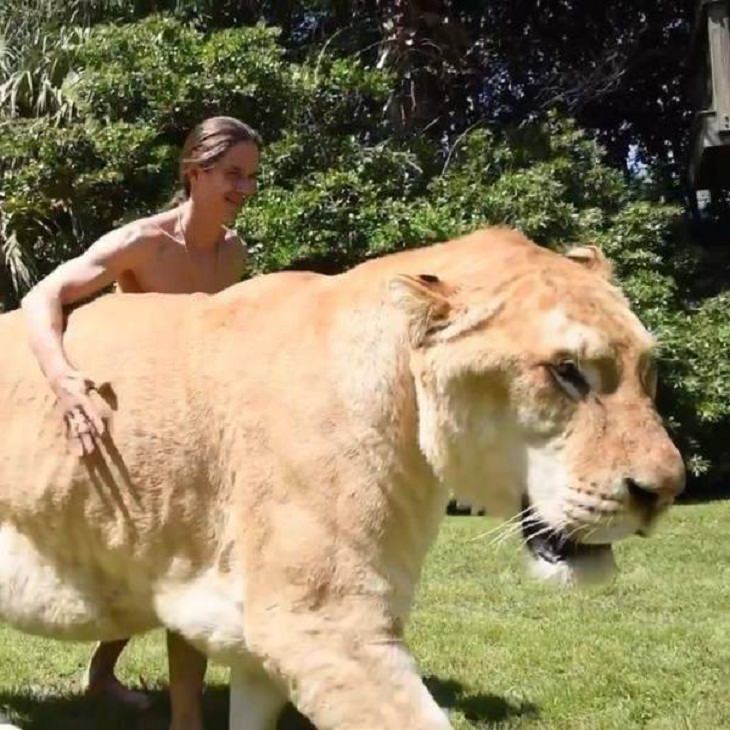 GIANT Things, BIG cat