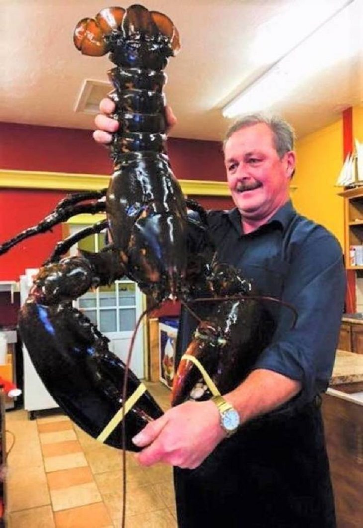 GIANT Things, lobster