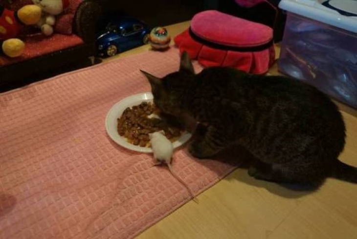 Funny Pictures of Animals mouse and cat eating from the same bowl