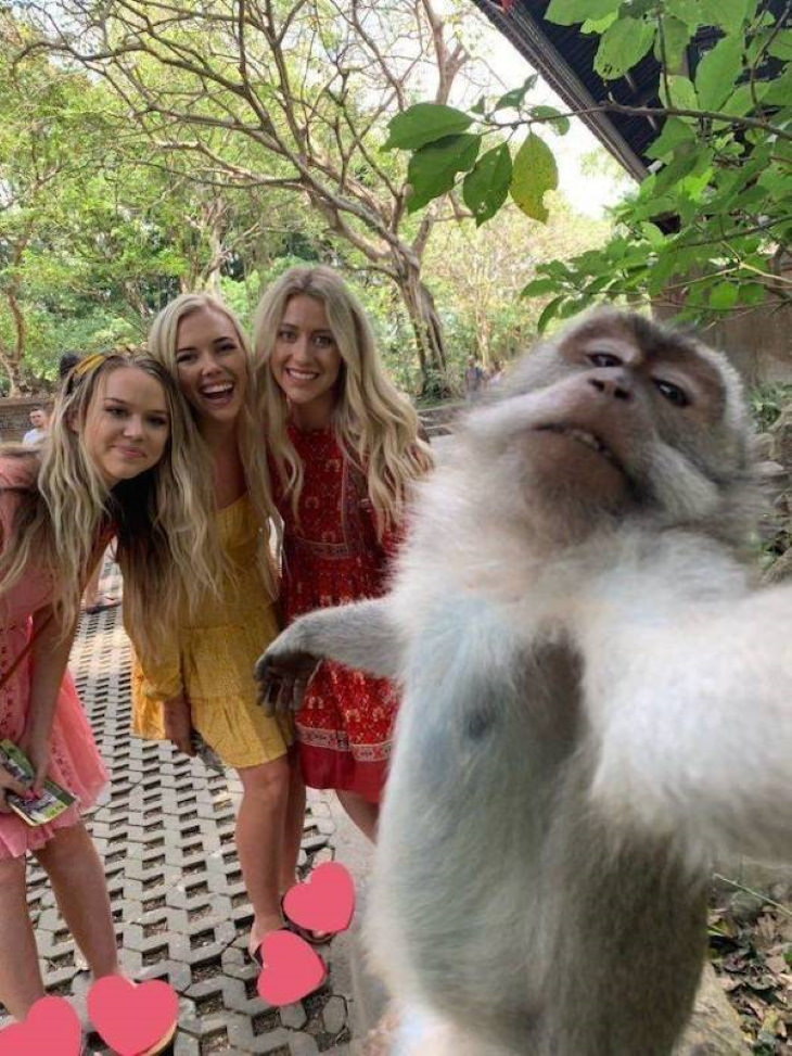Funny Pictures of Animals monkey and girls selfie