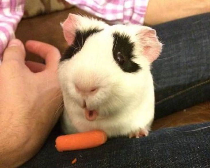 Funny Pictures of Animals guinea pig surprised
