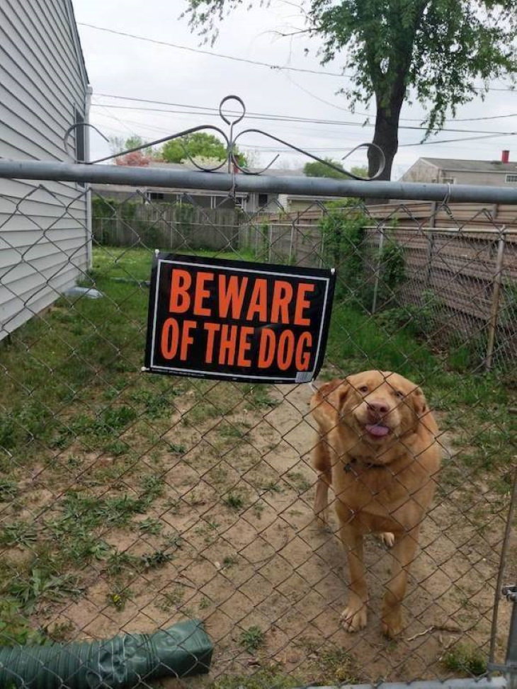 Funny Pictures of Animals beware of the dog