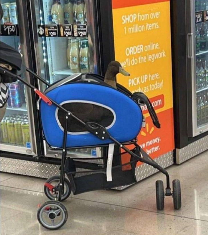 Funny Pictures of Animals goose in a stroller