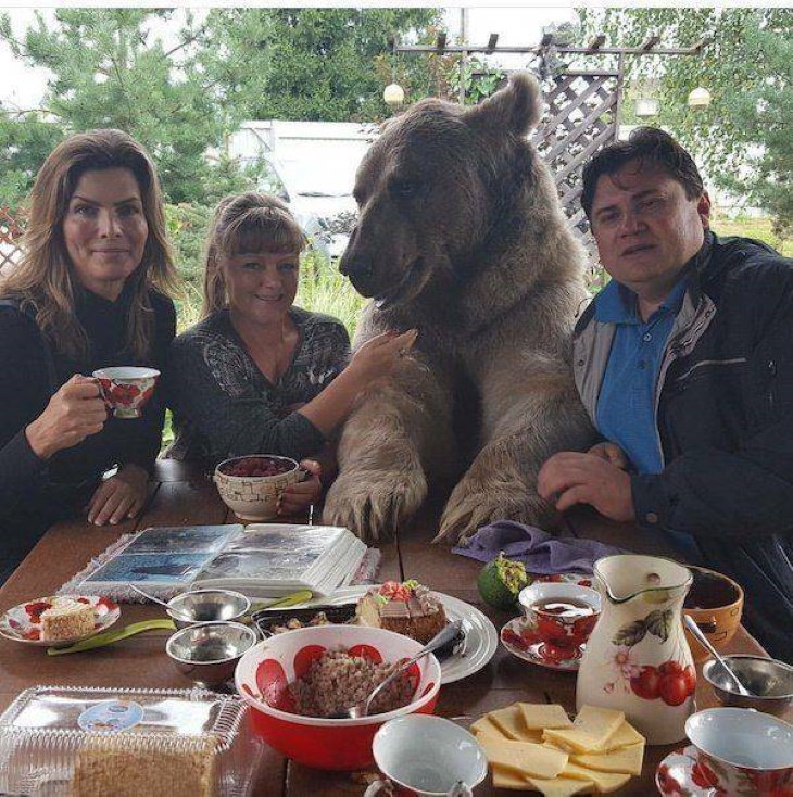 Funny Pictures of Animals tea time with a bear