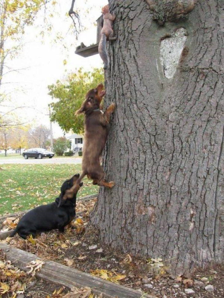 Funny Pictures of Animals Dachshunds and fake squirrel 