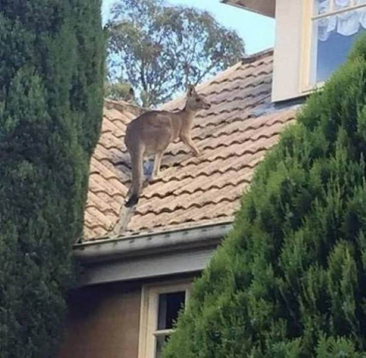 Funny Pictures of Animals kangaroo on the roof