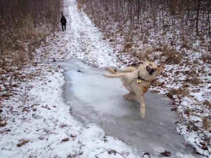Funny Pictures of Animals dog slipping on ice