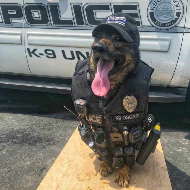 Funny Pictures of Animals police dog