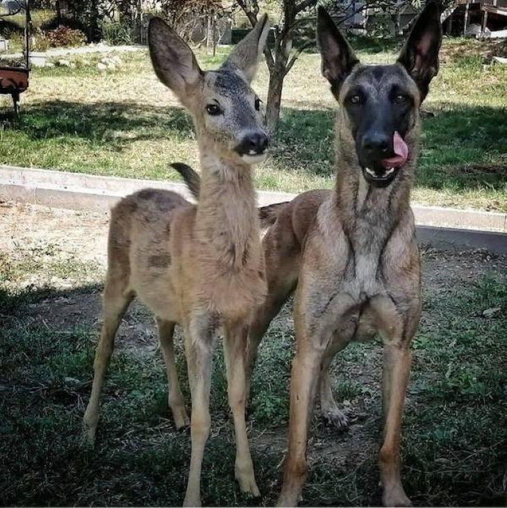 Funny Pictures of Animals dog and fawn