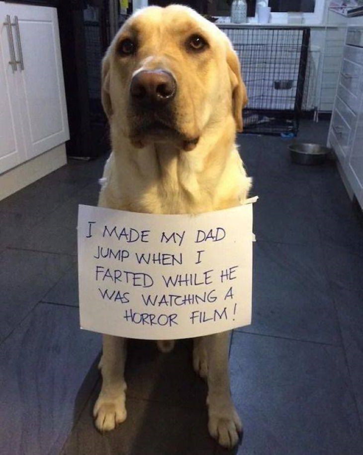 Funny Pictures of Animals guilty dog with sign