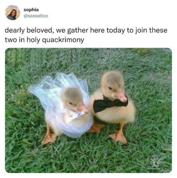 Funny Pictures of Animals duck wedding