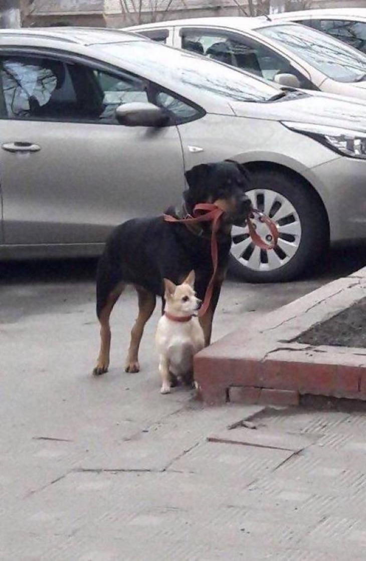 Funny Pictures of Animals two dogs waiting for their human by the grocery store