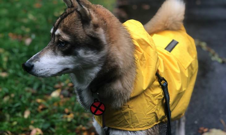 Huskey wearing yellow raincoat