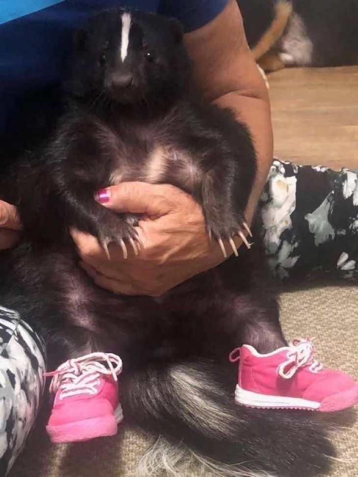 Funny Pictures of Animals skunk in sneakers