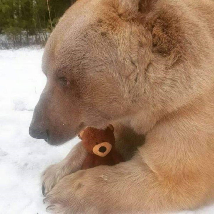 Funny Pictures of Animals bear with teddy bear