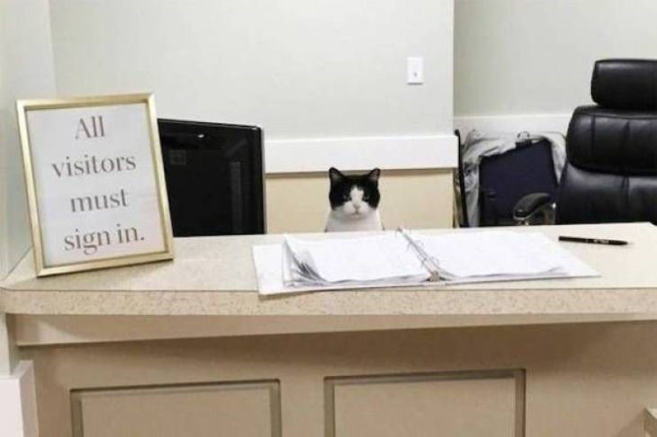Funny Pictures of Animals cat at check in