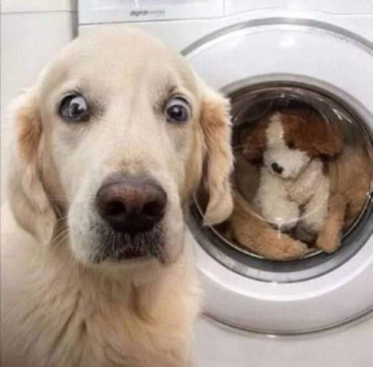 Funny Pictures of Animals washing machine plushie and dog