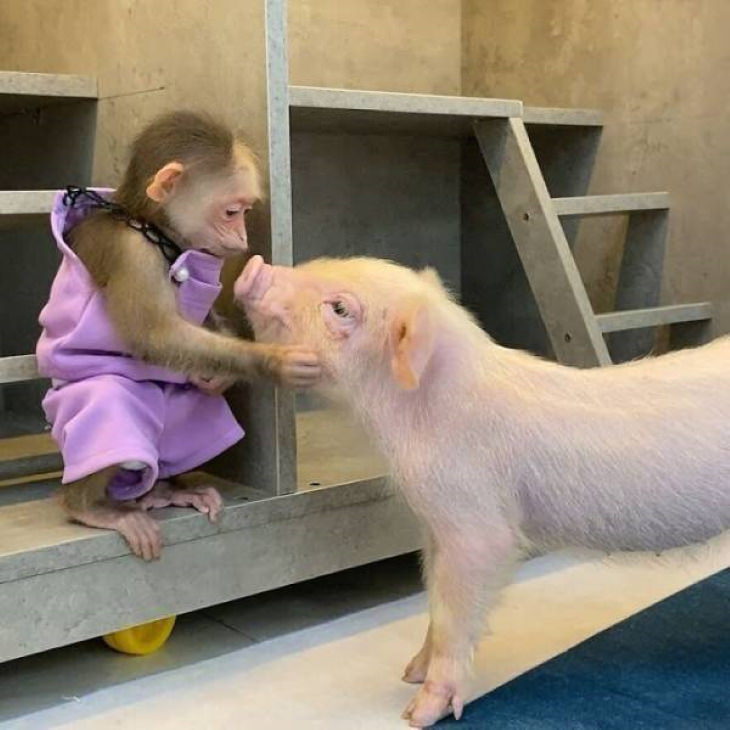 Funny Pictures of Animals monkey and piglet