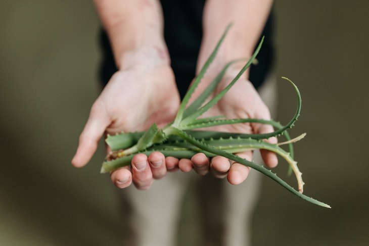 Foods to Alleviate Heartburn Aloe vera