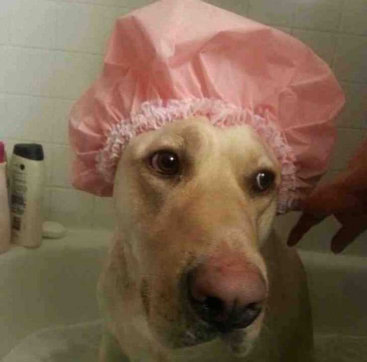 Funny solutions dog with shower cap