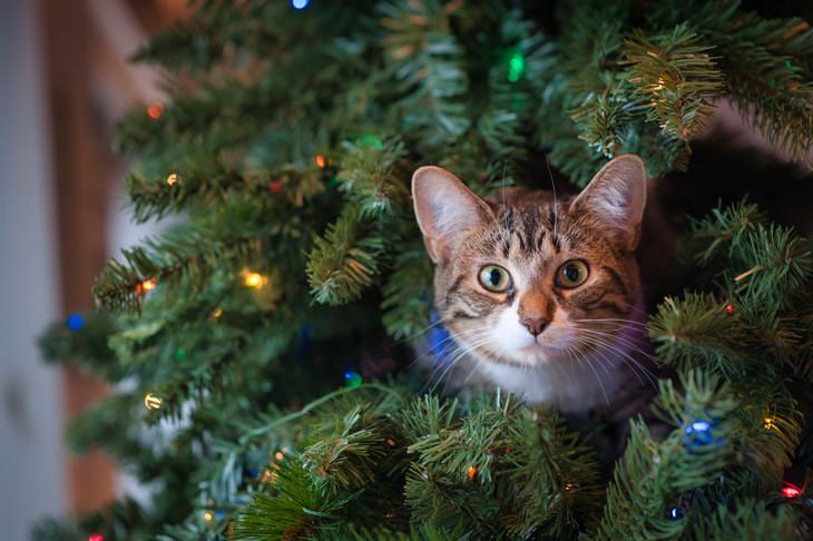 How to Prepare For The Holidays cat in a Christmas tree