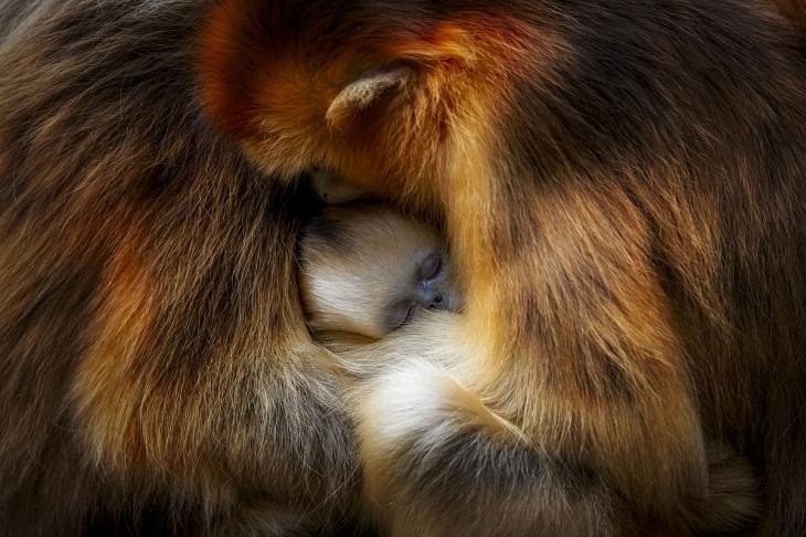 Wildlife Photographer the Year 2021, Monkey cuddle 