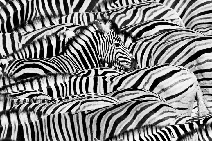 Wildlife Photographer the Year 2021, zebras