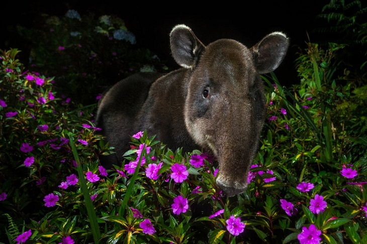 Wildlife Photographer the Year 2021, Baird’s tapir