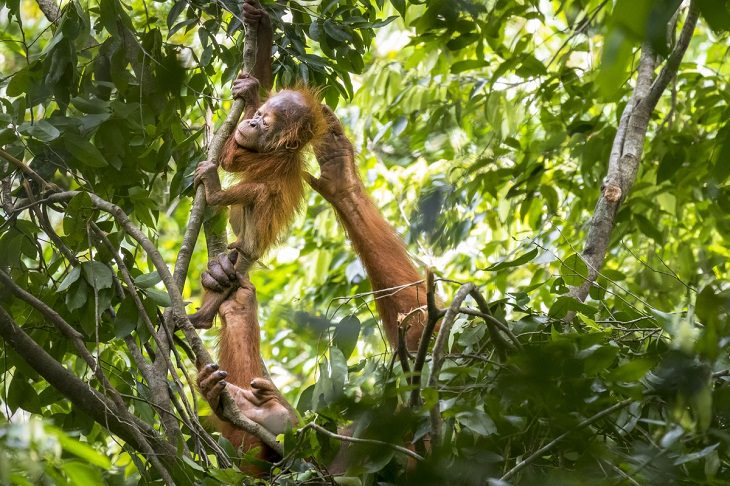Wildlife Photographer the Year 2021, orangutan