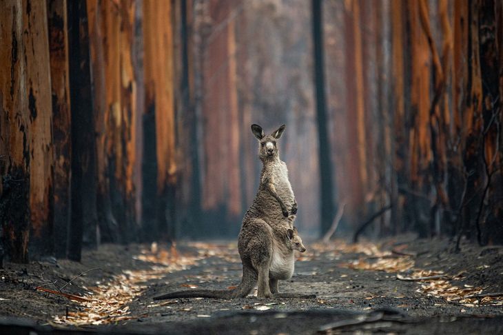 Wildlife Photographer the Year 2021, kangaroo 