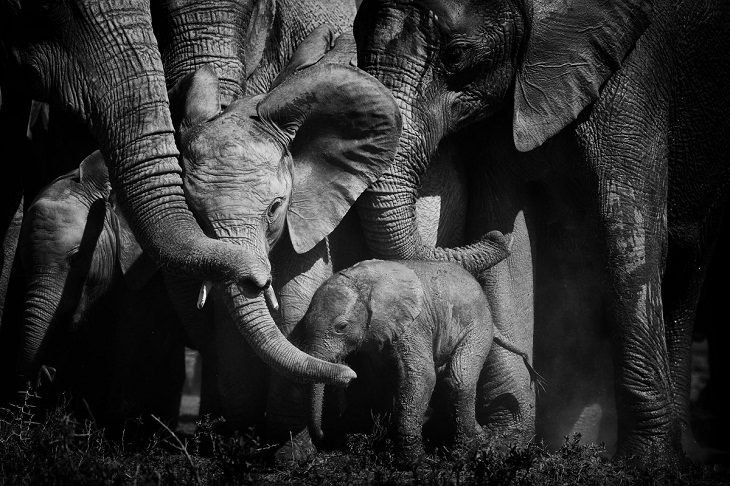 Wildlife Photographer the Year 2021, elephants