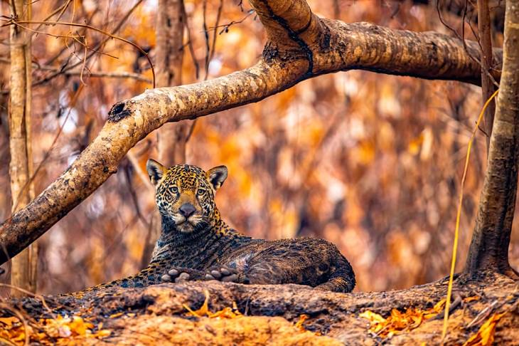 Wildlife Photographer the Year 2021, Jaguar 