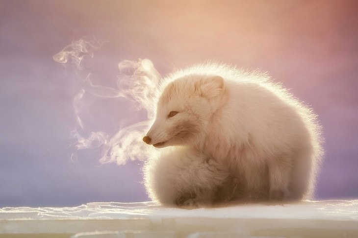 Wildlife Photographer the Year 2021,  Arctic Fox