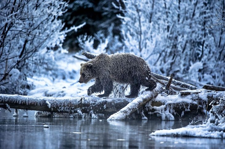 Wildlife Photographer the Year 2021, bear