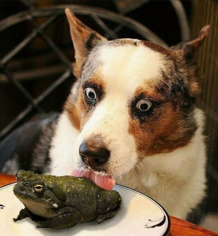 Bizarre Animal Photos dog licking frog