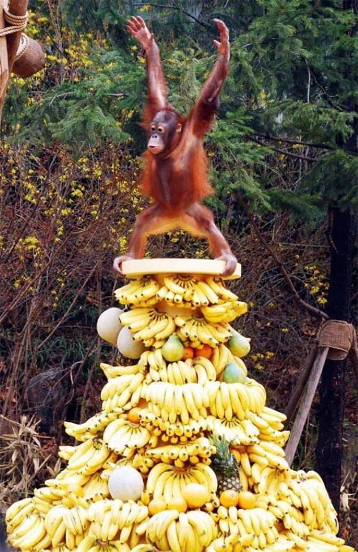 Bizarre Animal Photos orangutan