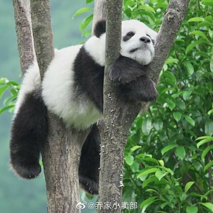 Bizarre Animal Photos panda