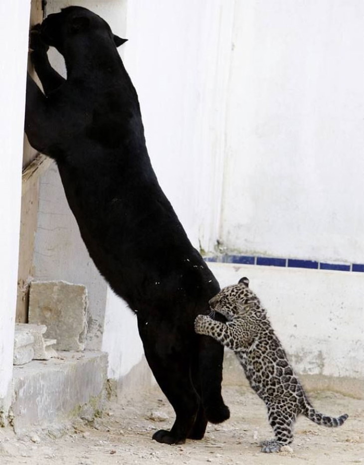 Bizarre Animal Photos leopard and panther